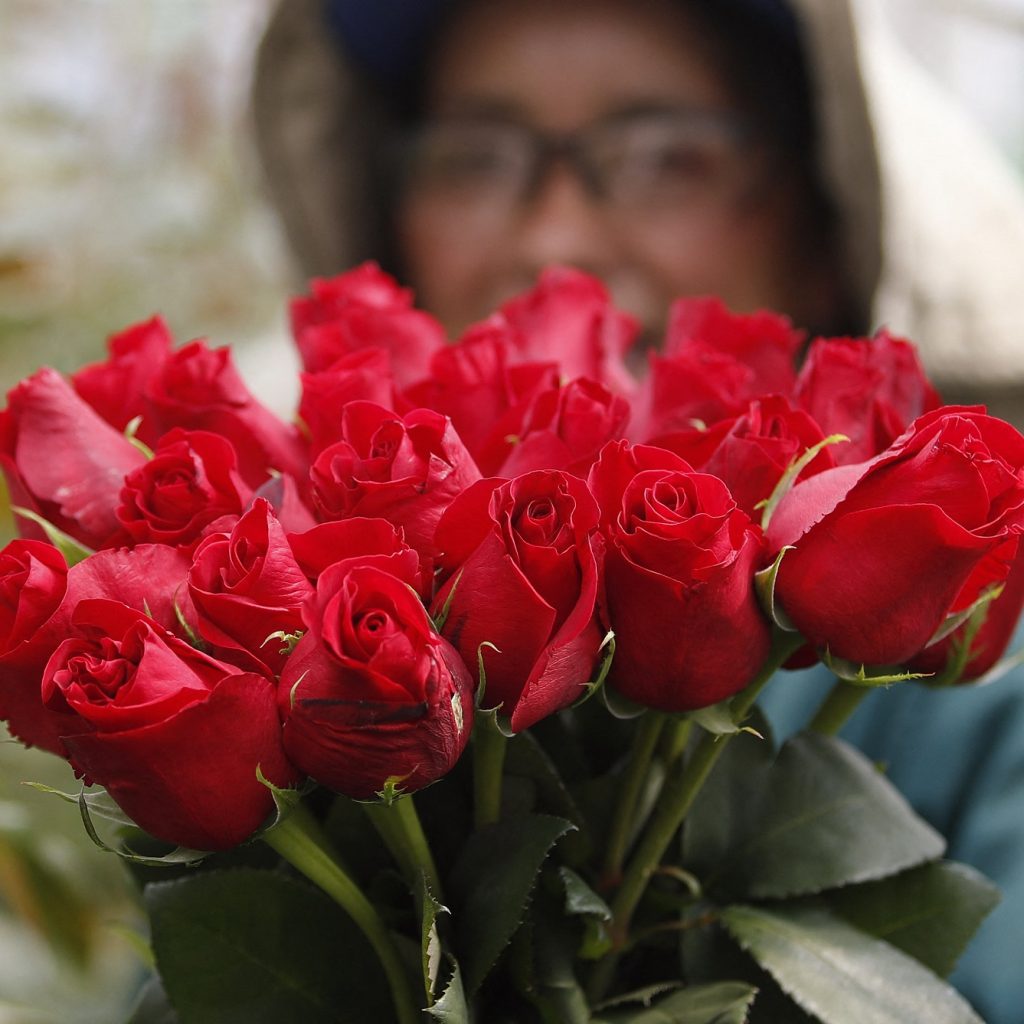 A worker holds a bunch of roses on a flowers plantation in El Rosal, near Bogota, on January 25, 2022. - Colombian flowers industry export millions of roses and all kind of flowers around the world ahead of Valentine's Day on February 14. (Photo by DANIEL MUNOZ / AFP) (Photo by DANIEL MUNOZ/AFP via Getty Images)